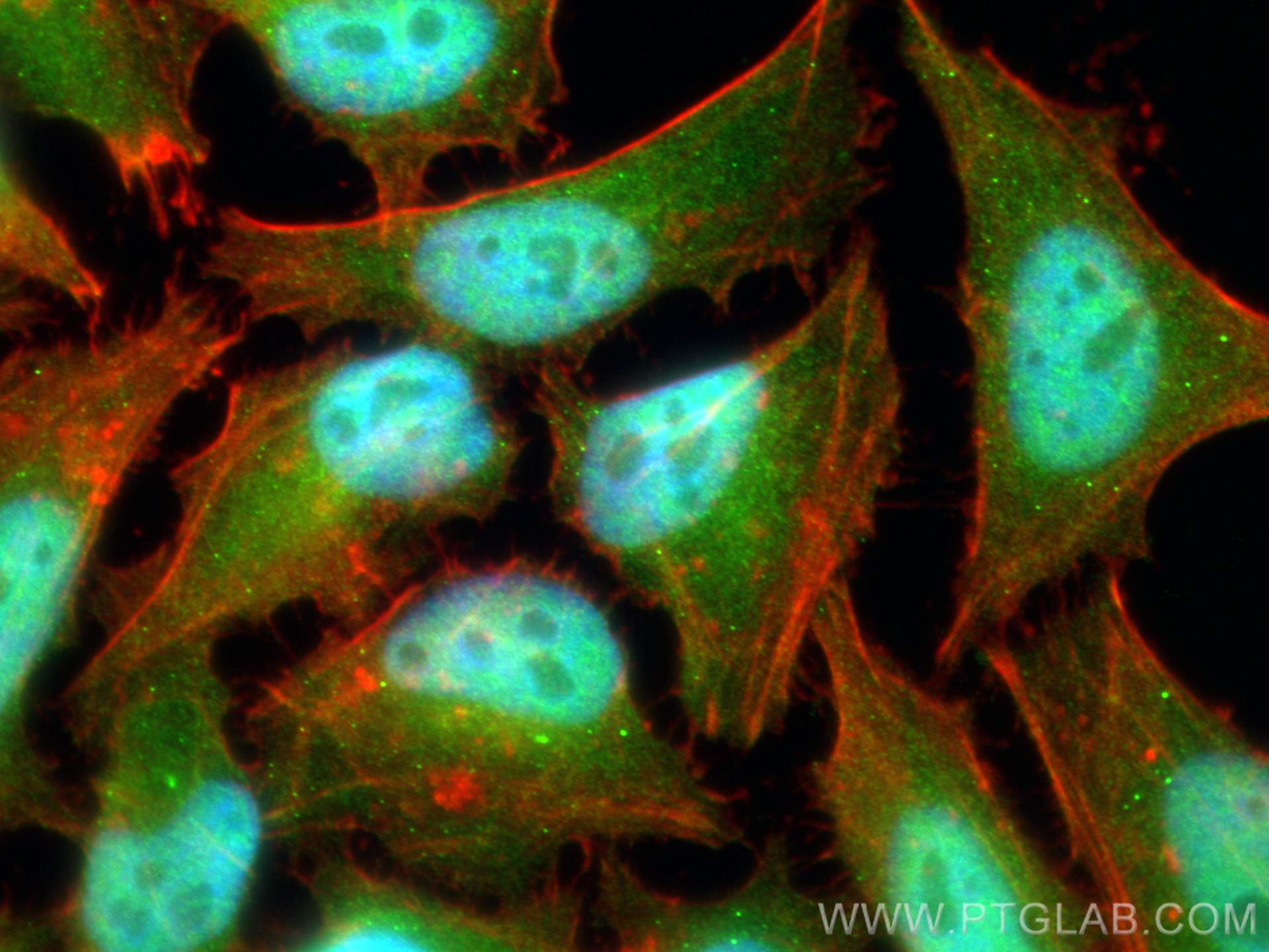 Immunofluorescence (IF) / fluorescent staining of HeLa cells using JAB1 Polyclonal antibody (27511-1-AP)