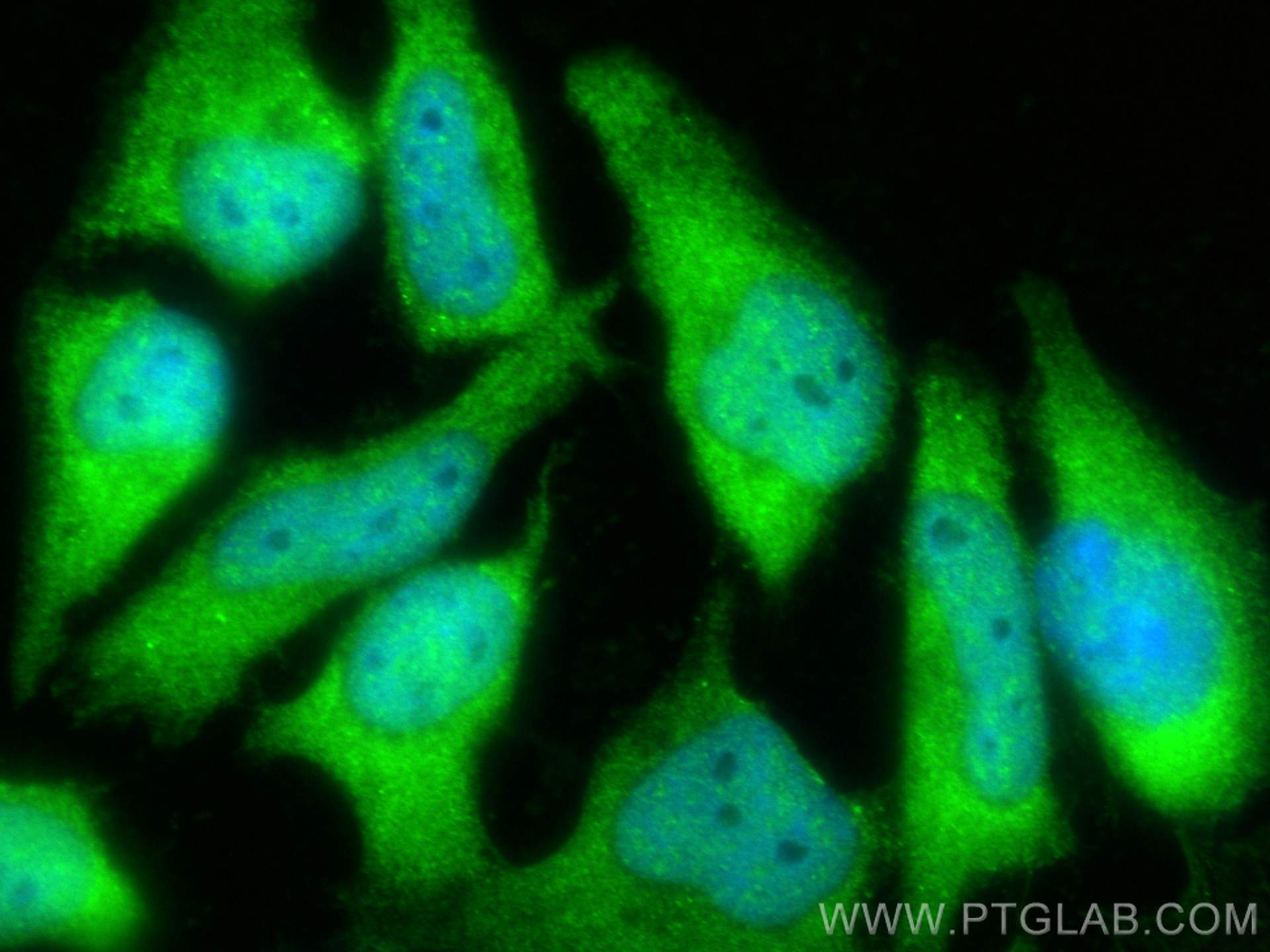 Immunofluorescence (IF) / fluorescent staining of HeLa cells using JAB1 Polyclonal antibody (27511-1-AP)