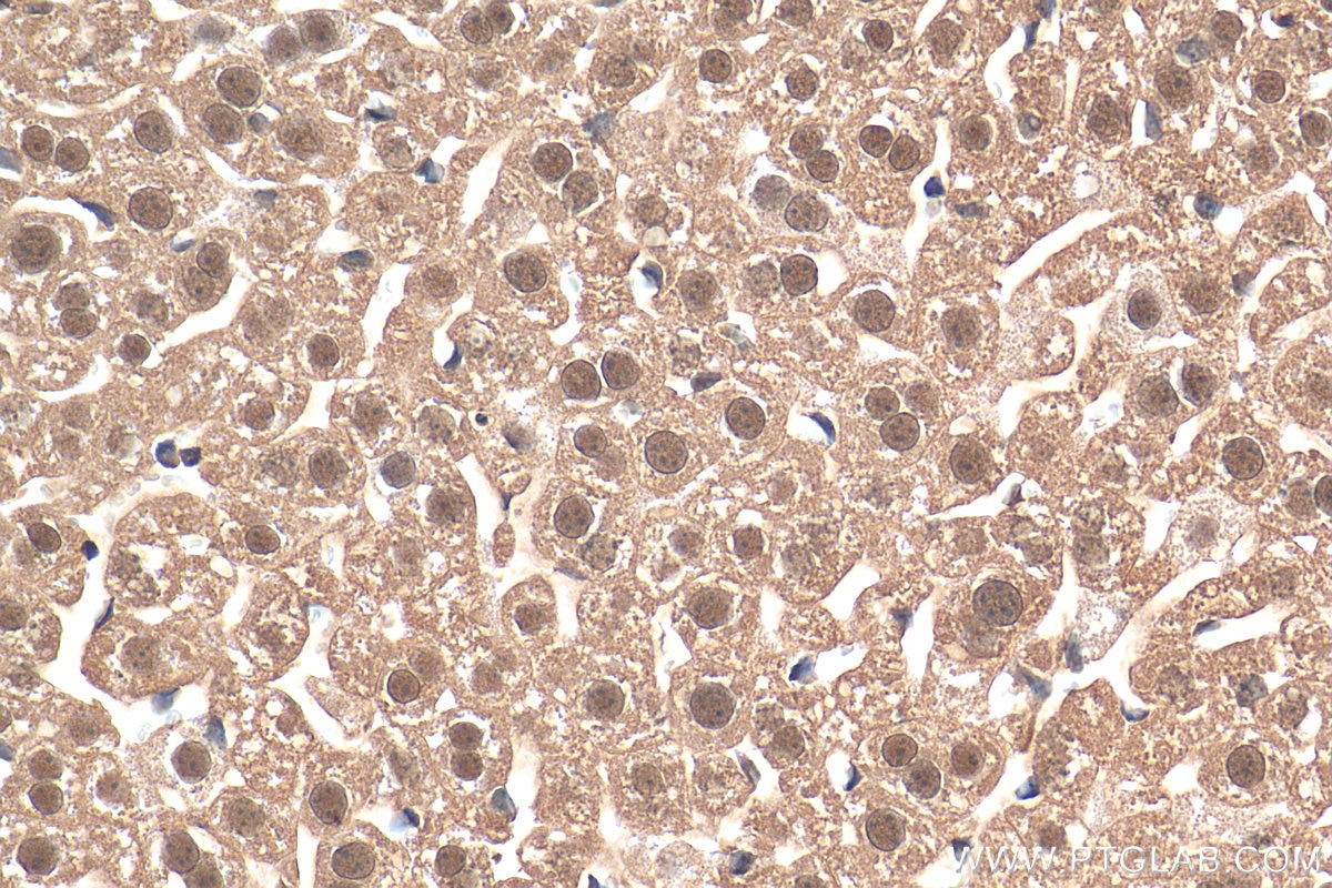 Immunohistochemistry (IHC) staining of mouse liver tissue using JAB1 Polyclonal antibody (27511-1-AP)