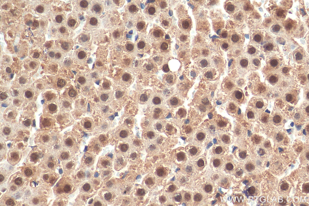 Immunohistochemistry (IHC) staining of rat liver tissue using JAB1 Polyclonal antibody (27511-1-AP)