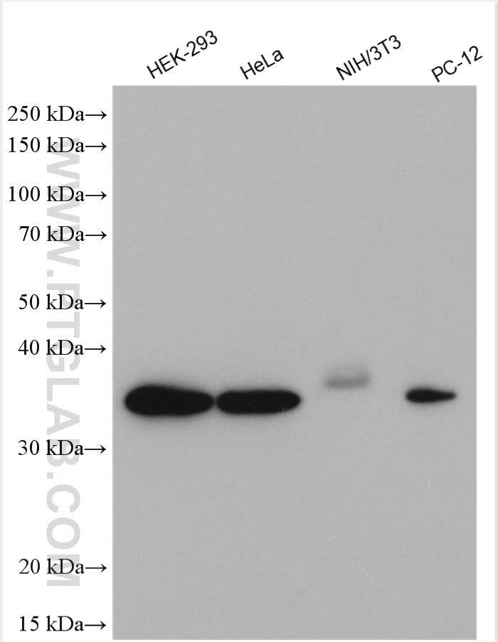 Western Blot (WB) analysis of various lysates using JAB1 Polyclonal antibody (27511-1-AP)