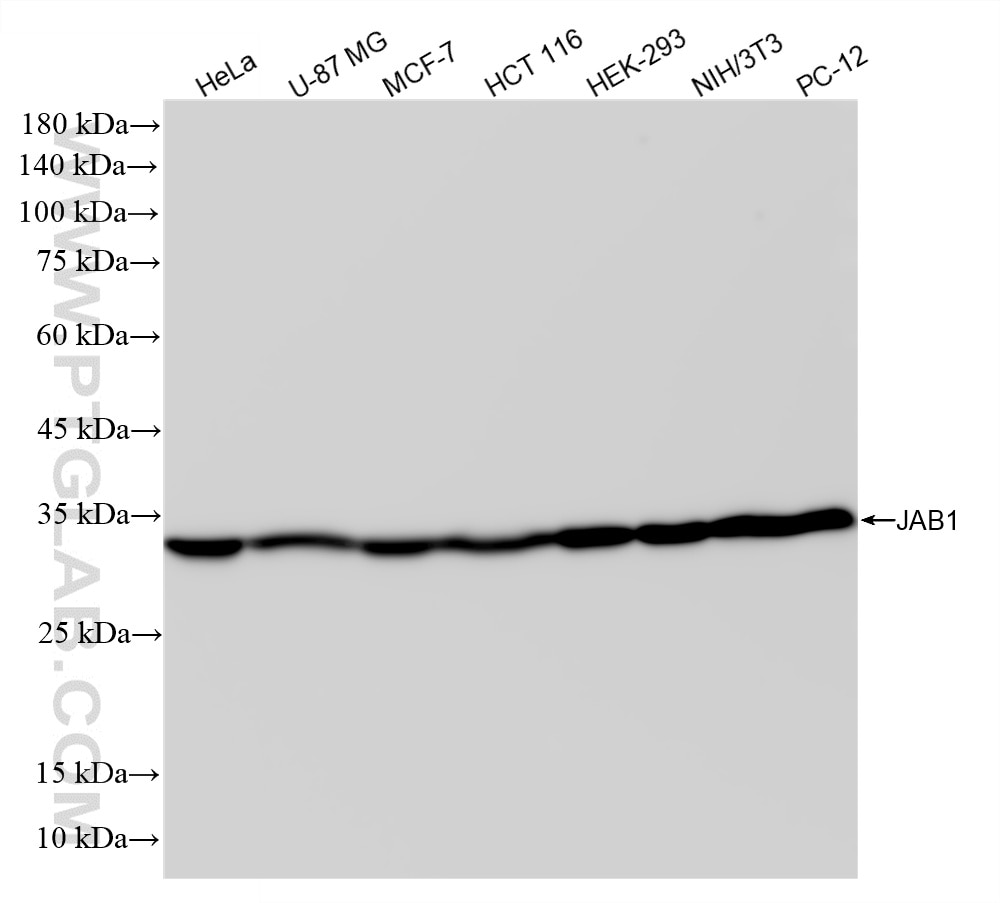 Western Blot (WB) analysis of various lysates using JAB1 Recombinant monoclonal antibody (87012-1-RR)