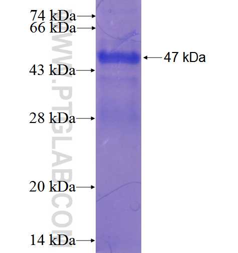 JAB1 fusion protein Ag0126 SDS-PAGE