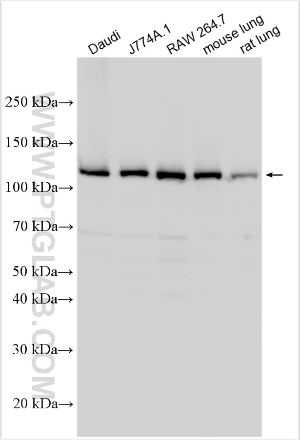 Western Blot (WB) analysis of various lysates using JAK1 Polyclonal antibody (27284-1-AP)