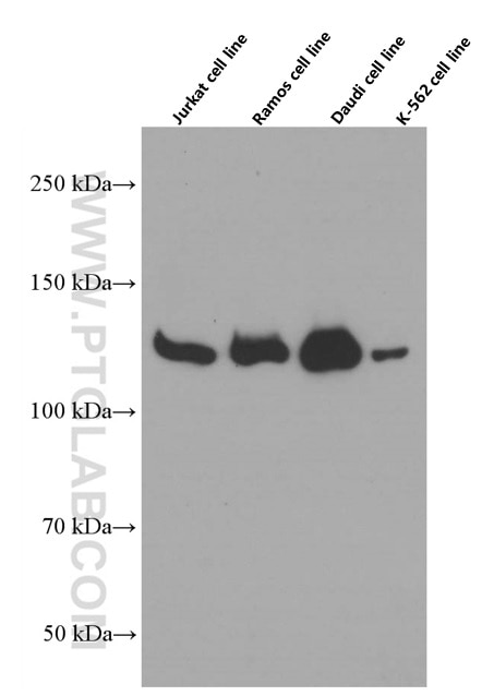 Western Blot (WB) analysis of various lysates using JAK1 Monoclonal antibody (66466-1-Ig)