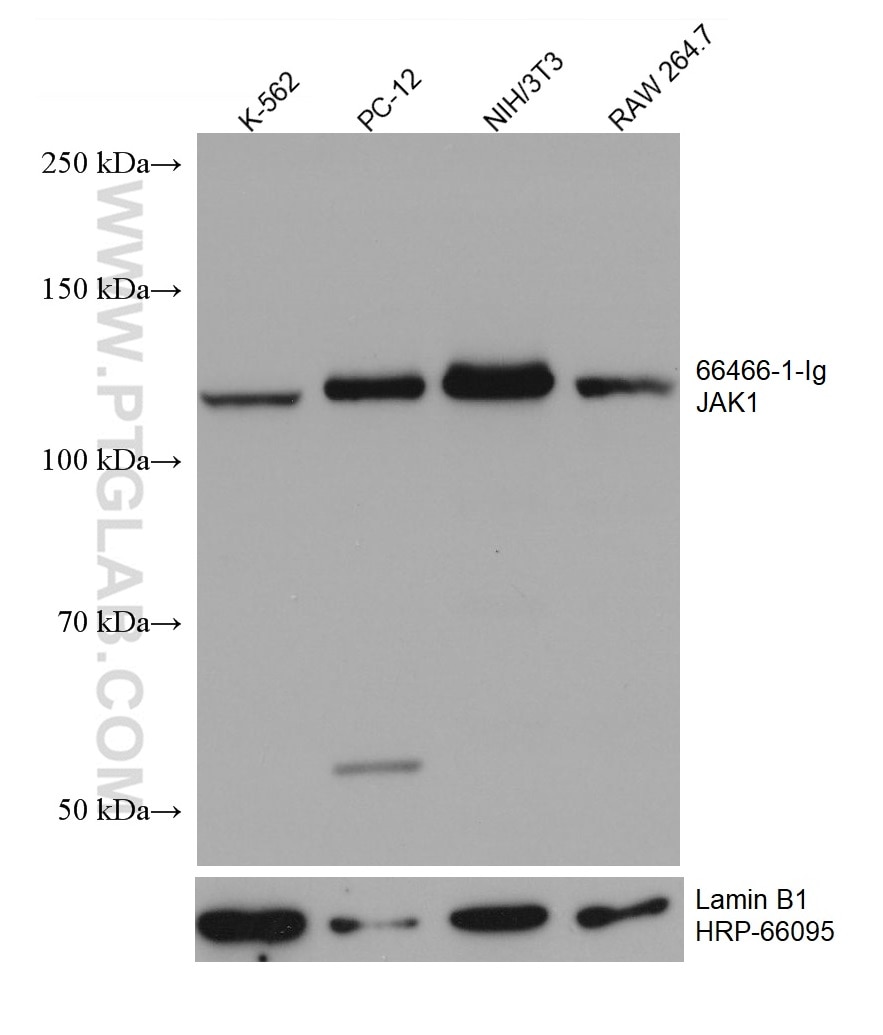 Western Blot (WB) analysis of various lysates using JAK1 Monoclonal antibody (66466-1-Ig)