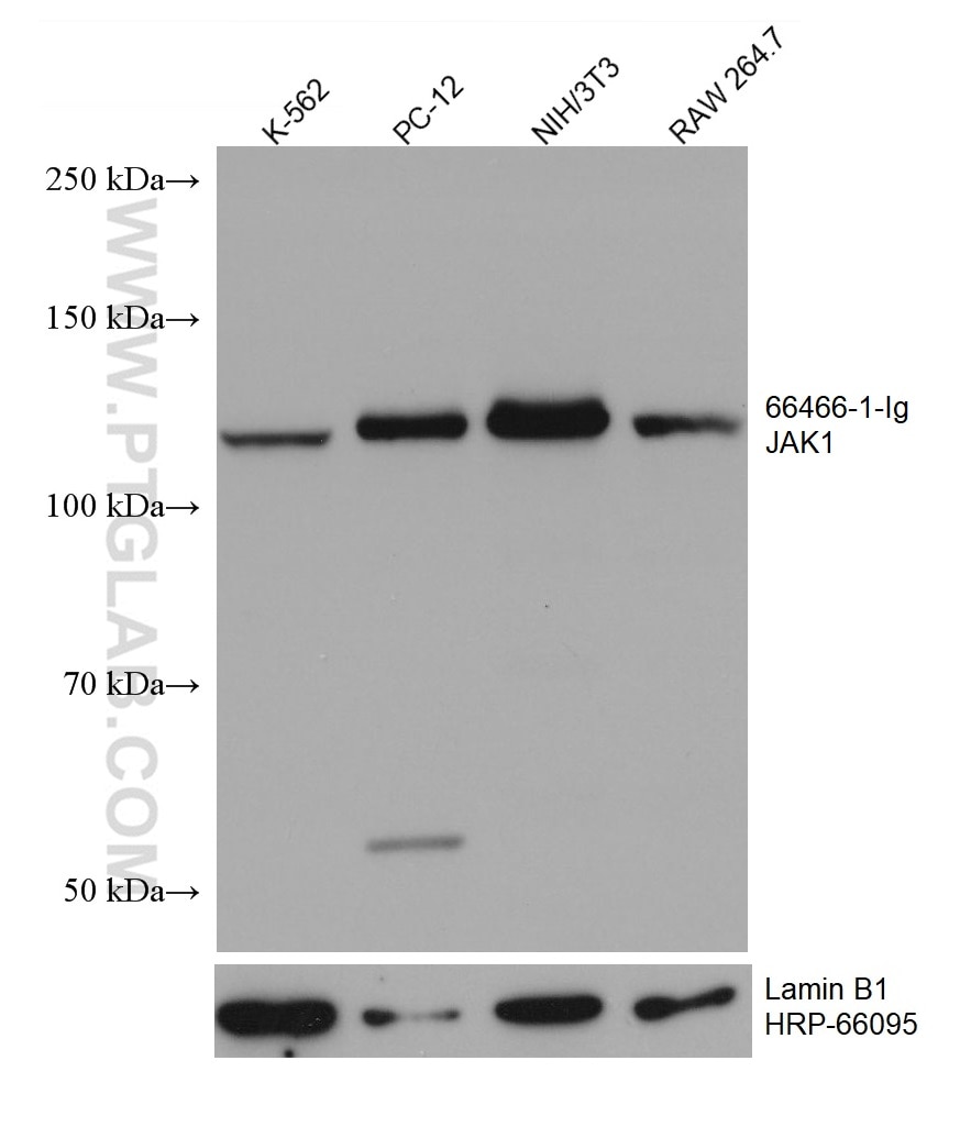 WB analysis using 66466-1-Ig