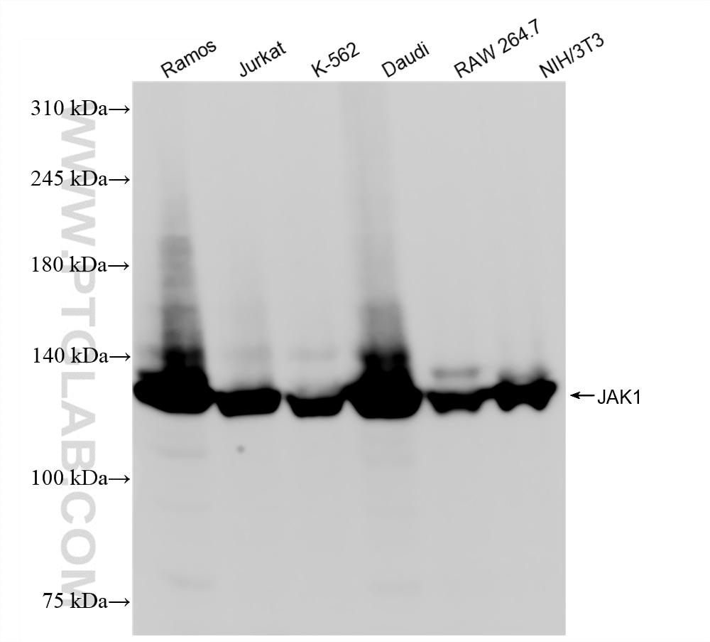 WB analysis using 88294-1-RR (same clone as 88294-1-PBS) Western Blot (WB) analysis of various lysates using JAK1 Recombinant monoclonal antibody (88294-1-RR)