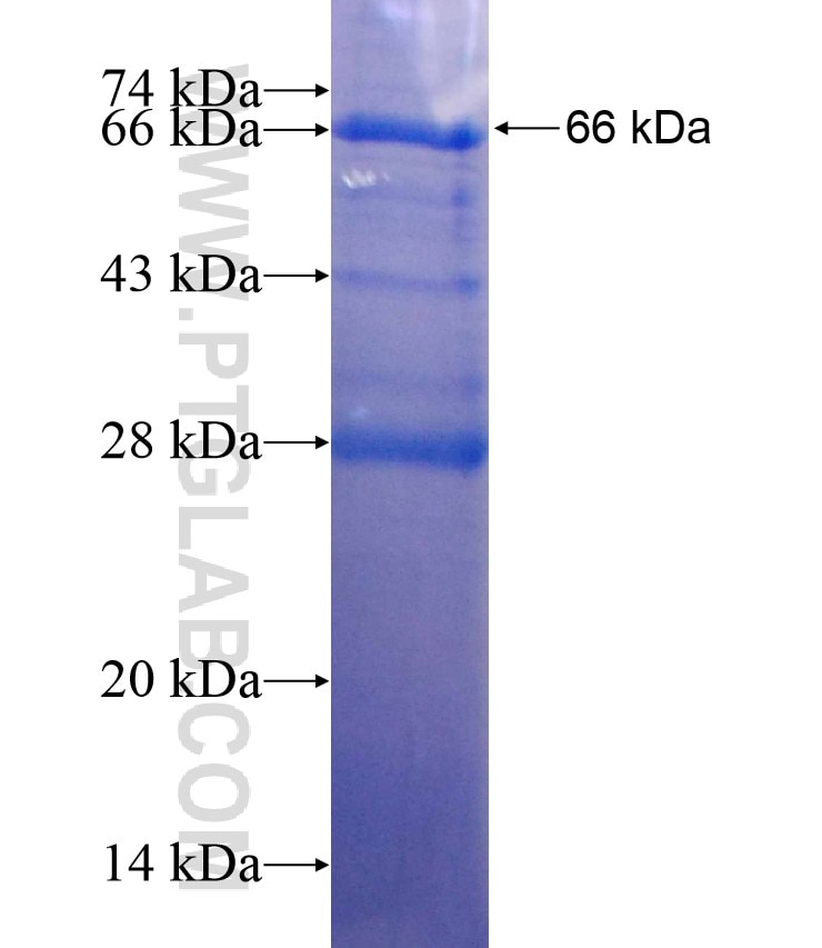 JAK1 fusion protein Ag17940 SDS-PAGE