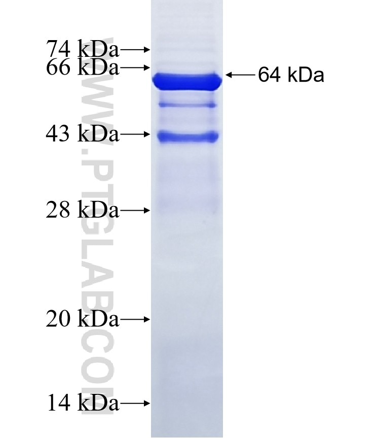 JAK1 fusion protein Ag17940 SDS-PAGE