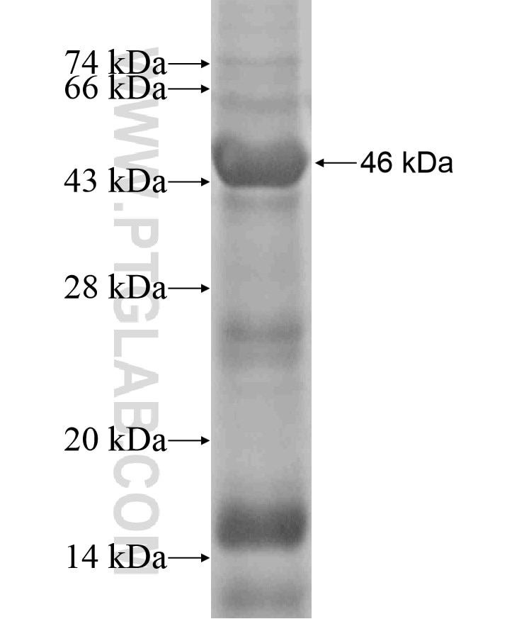 JAK1 fusion protein Ag18180 SDS-PAGE