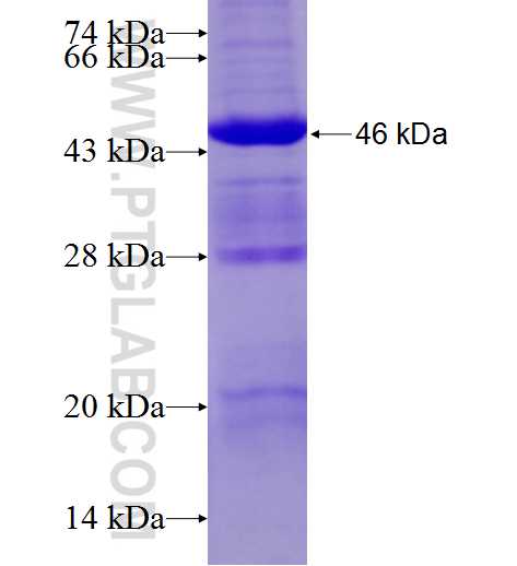 JAK2 fusion protein Ag11264 SDS-PAGE