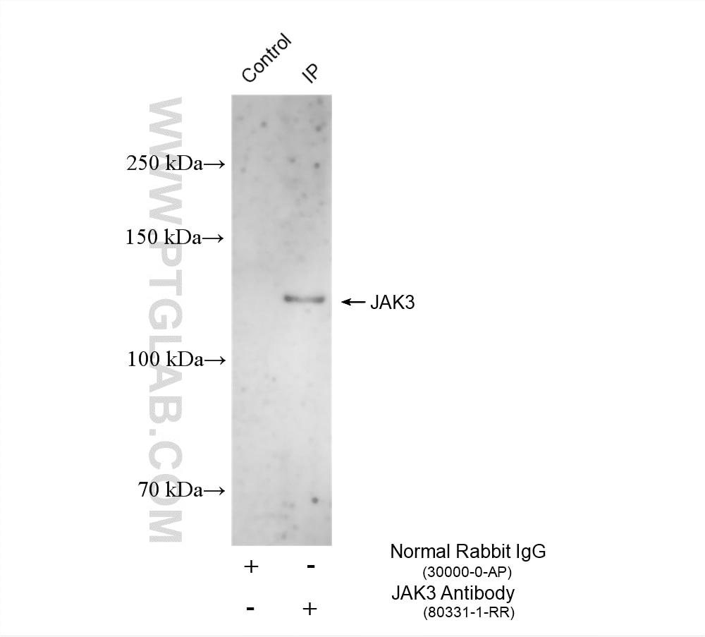 Immunoprecipitation (IP) experiment of HEK-293 cells using JAK3 Recombinant monoclonal antibody (80331-1-RR)