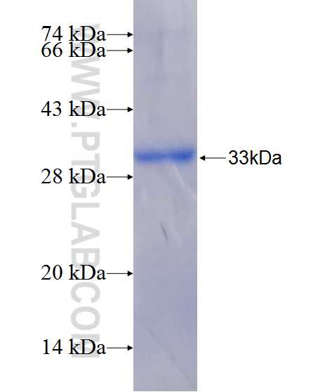JAK3 fusion protein Ag26186 SDS-PAGE