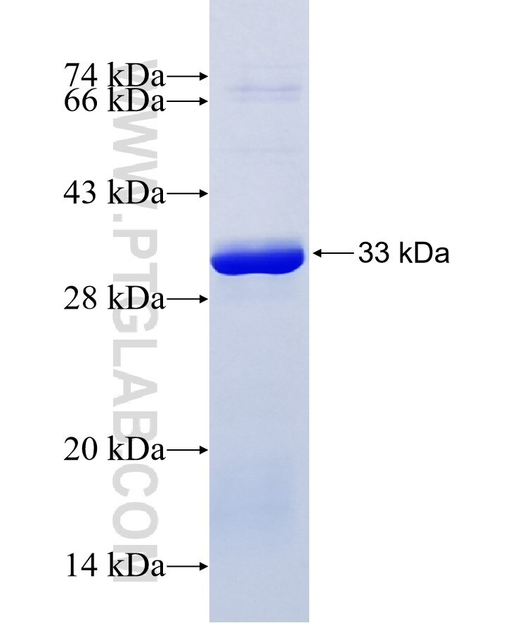 JAK3 fusion protein Ag26186 SDS-PAGE