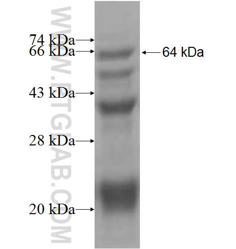 JAK3 fusion protein Ag4298 SDS-PAGE