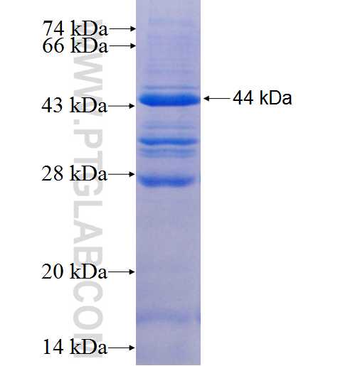 JAK3 fusion protein Ag5773 SDS-PAGE