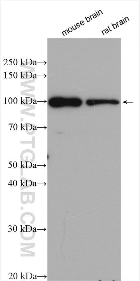Western Blot (WB) analysis of various lysates using JAKMIP2 Polyclonal antibody (16843-1-AP)