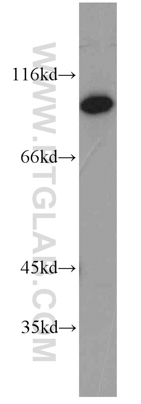 Western Blot (WB) analysis of human brain tissue using JAKMIP2 Polyclonal antibody (16843-1-AP)