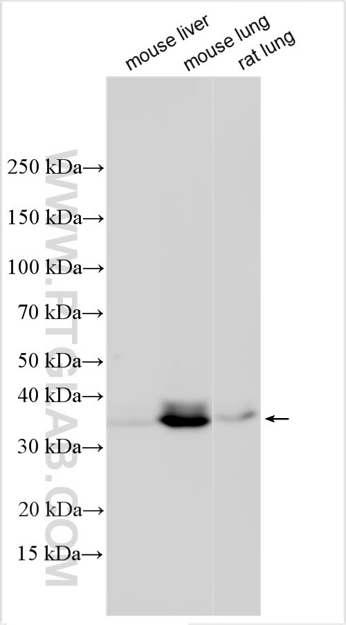 Western Blot (WB) analysis of various lysates using JAM-A/CD321 Polyclonal antibody (32747-1-AP)