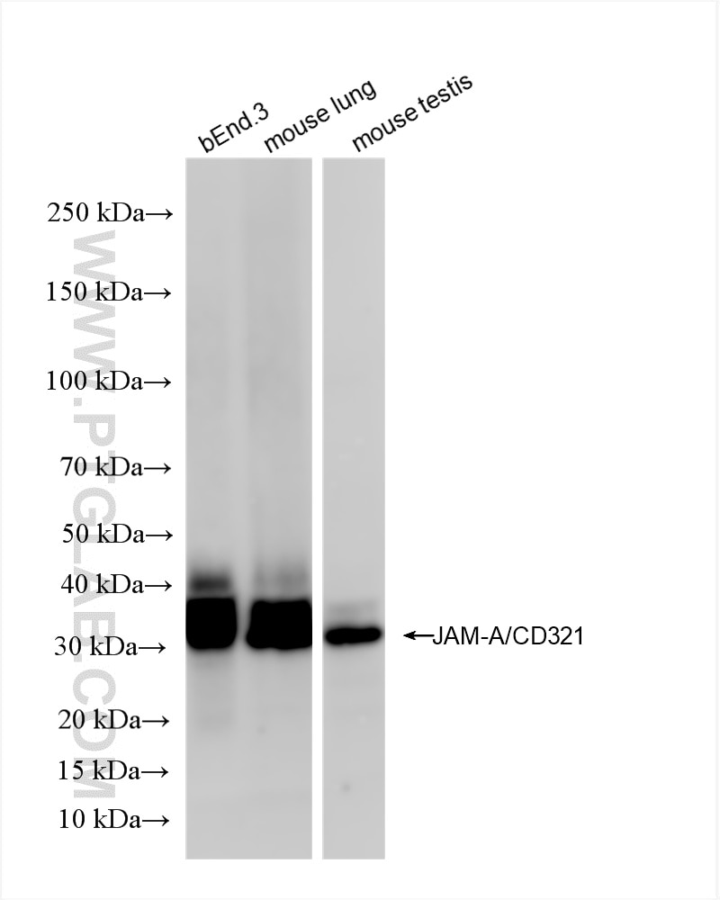 Various lysates were subjected to SDS PAGE followed by western blot with 86229-1-RR (F11r(CD321) antibody) at dilution of 1:4000 incubated at room temperature for 1.5 hours. Western Blot (WB) analysis of various lysates using JAM-A/CD321 Recombinant antibody (86229-1-RR)