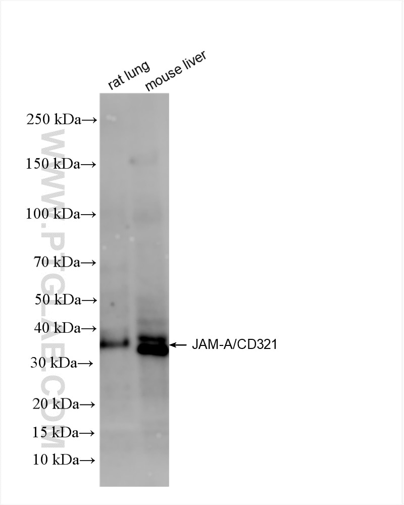 Various lysates were subjected to SDS PAGE followed by western blot with 86229-1-RR (F11r(CD321) antibody) at dilution of 1:4000 incubated at room temperature for 1.5 hours. Western Blot (WB) analysis of various lysates using JAM-A/CD321 Recombinant antibody (86229-1-RR)