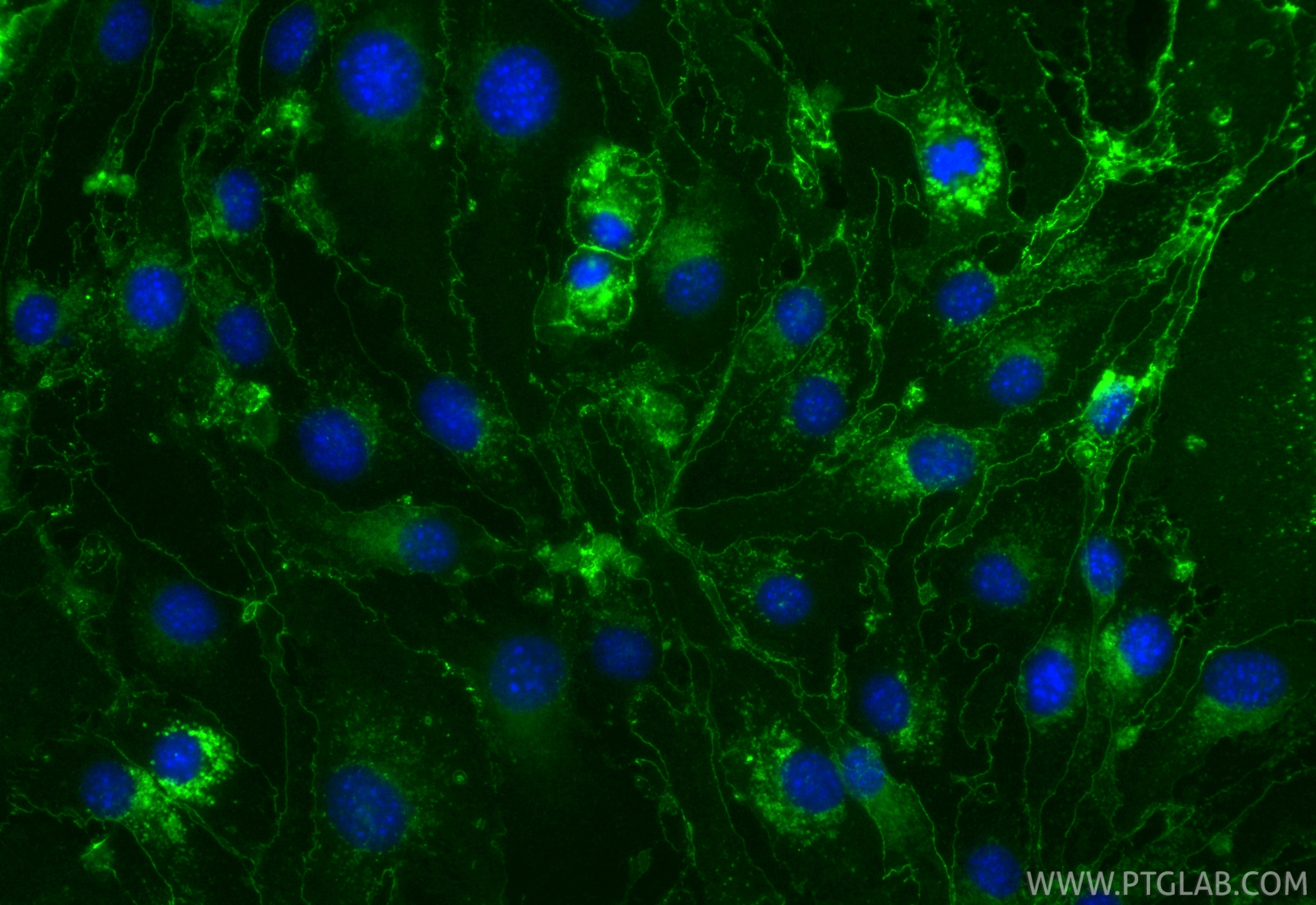 Immunofluorescence (IF) / fluorescent staining of bEnd.3 cells using CoraLite® Plus 488-conjugated JAM-A/CD321 Recombin (CL488-86229)