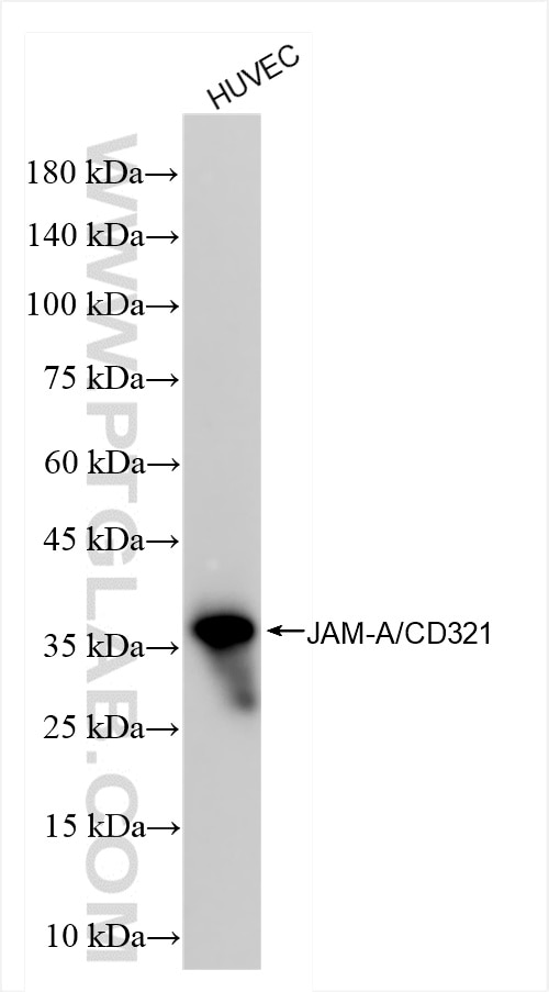 Western Blot (WB) analysis of HUVEC cells using JAM-A/CD321 Recombinant antibody (84720-2-RR)