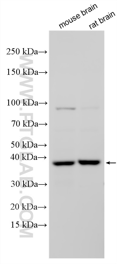 WB analysis using 34226-1-AP Western Blot (WB) analysis of various lysates using JAM2 Polyclonal antibody (34226-1-AP)