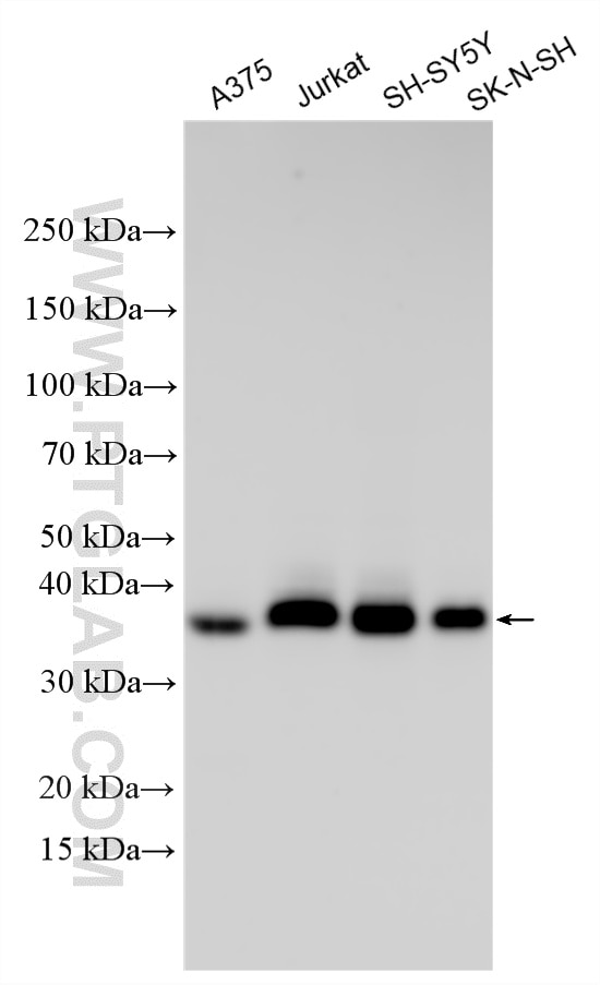 Western Blot (WB) analysis of various lysates using JAM3 Polyclonal antibody (32424-1-AP)