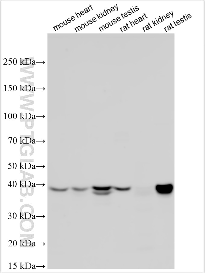 Western Blot (WB) analysis of various lysates using JAM3 Polyclonal antibody (32543-1-AP)