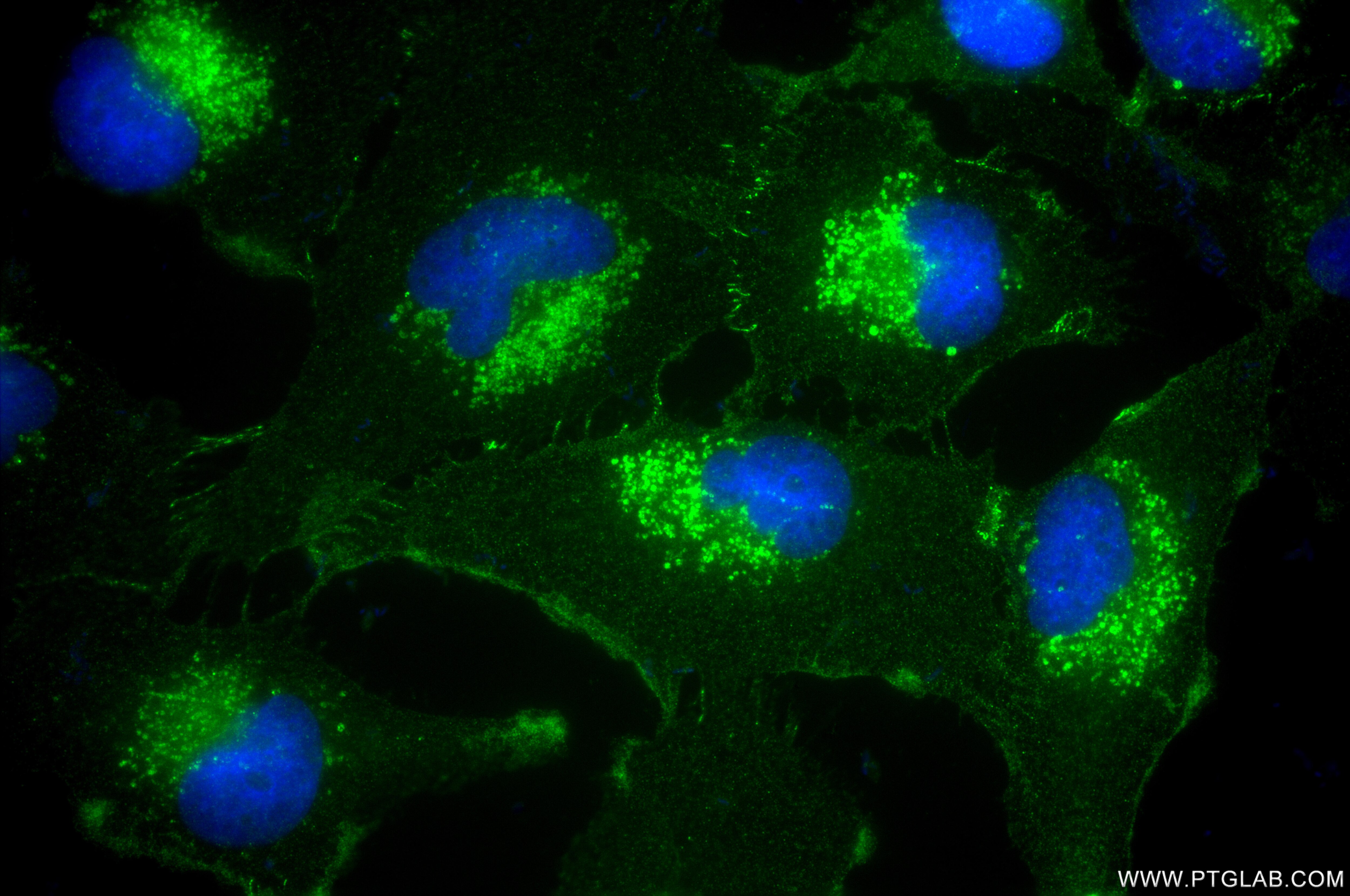 Immunofluorescence (IF) / fluorescent staining of U-251 cells using JAM3 Recombinant monoclonal antibody (86960-1-RR)