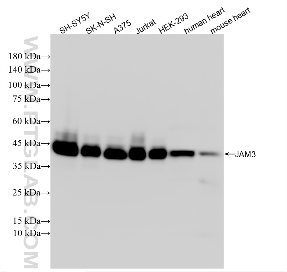 Western Blot (WB) analysis of various lysates using JAM3 Recombinant monoclonal antibody (86960-1-RR)