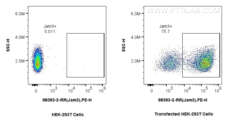 Flow cytometry (FC) experiment of Transfected HEK-293T cells using Anti-Mouse JAM3 Rabbit Recombinant Antibody (98393-2-RR)