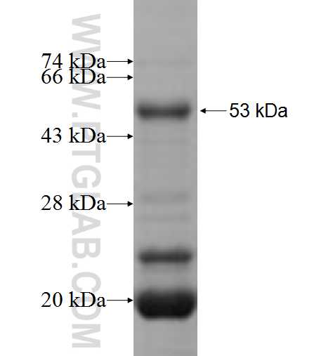 JAZF1 fusion protein Ag4778 SDS-PAGE