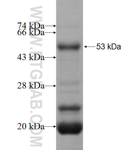 JAZF1 fusion protein Ag4778 SDS-PAGE