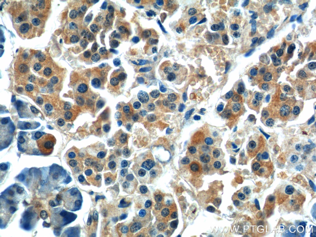 Immunohistochemistry (IHC) staining of human pancreas tissue using JIP1/IB-1 Polyclonal antibody (14568-1-AP)