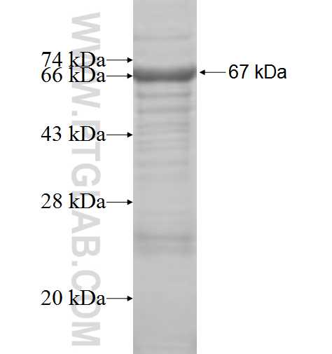 JIP1 fusion protein Ag6150 SDS-PAGE