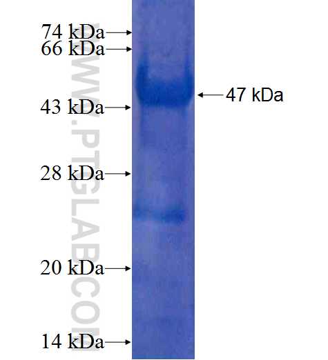 JIP1 fusion protein Ag7404 SDS-PAGE