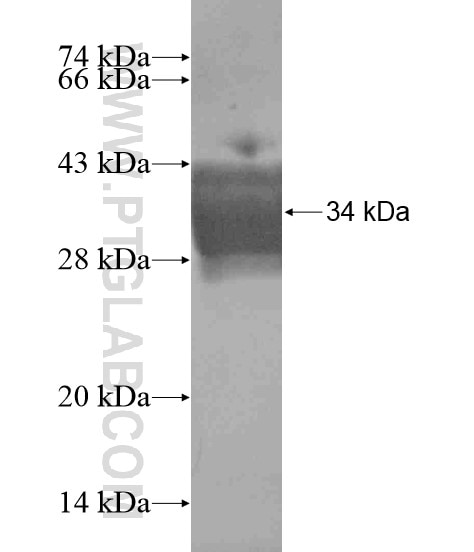 JIP3 fusion protein Ag19561 SDS-PAGE