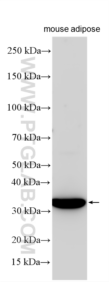 WB analysis using 33929-1-AP (same clone as 33929-1-PBS) Western Blot (WB) analysis of various lysates using JKAMP Polyclonal antibody (33929-1-AP)