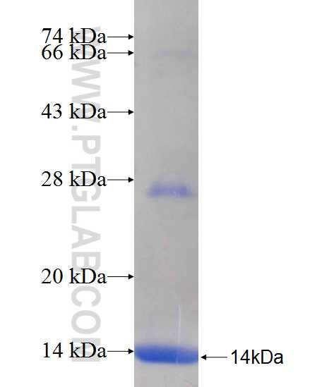 JMJD1C fusion protein Ag24348 SDS-PAGE