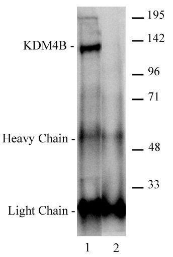 JMJD2B / KDM4B antibody (pAb) tested by Immunoprecipitation. 4 ul of JMJD2B / KDM4B antibody was used to immunoprecipitate JMJD2B / KDM4B from 500 ug of K562 whole cell extract (lane 2). 4 ug of mouse IgG was used as a negative control (lane 1). The immunoprecipitated protein was detected by Western blotting using the JMJD2B / KDM4B antibody at a dilution of 1:500.
