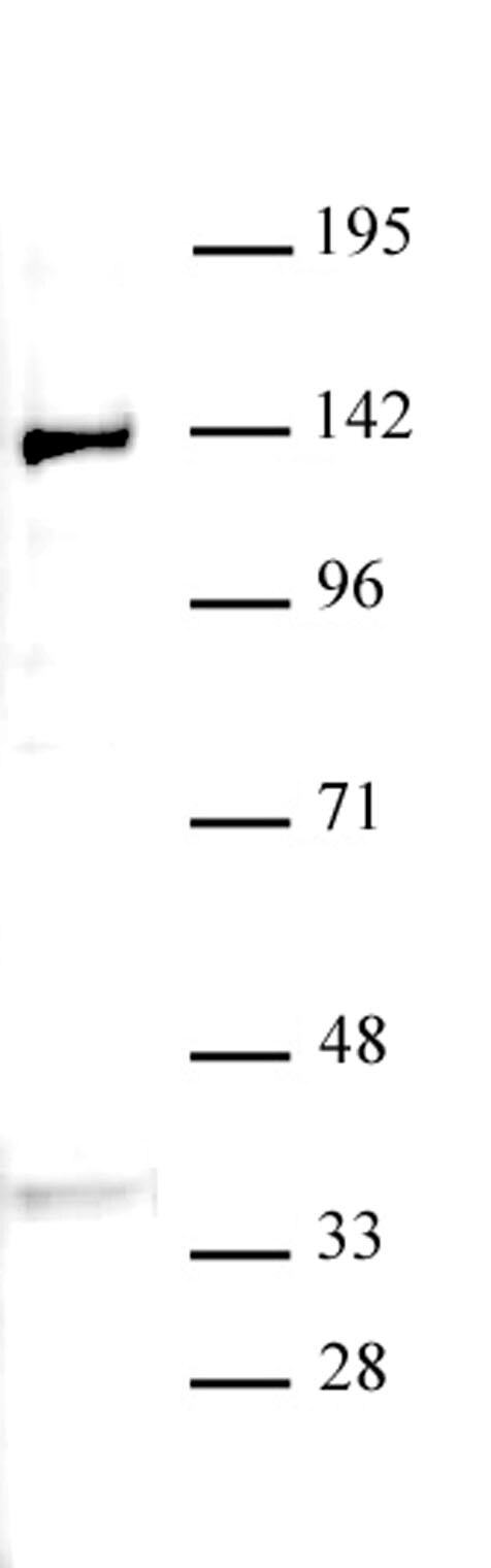 JMJD2B / KDM4B antibody (pAb) tested by Western blot. Nuclear extract of K-562 cells (40 ug) probed with JMJD2B antibody (pAb) at a dilution of 1:500.