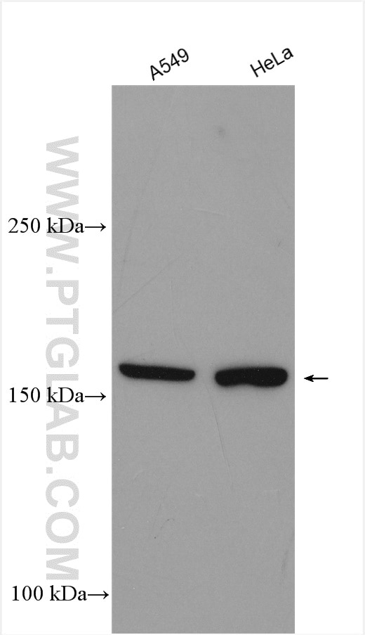 Western Blot (WB) analysis of various lysates using JMJD3 Polyclonal antibody (55354-1-AP)