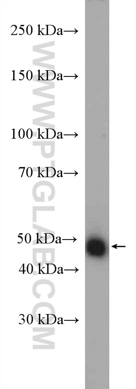 Western Blot (WB) analysis of HeLa cells using JMJD4 Polyclonal antibody (21572-1-AP)