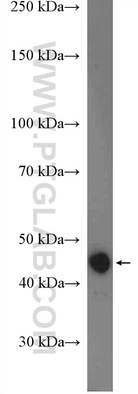 Western Blot (WB) analysis of HEK-293 cells using JMJD4 Polyclonal antibody (21572-1-AP)