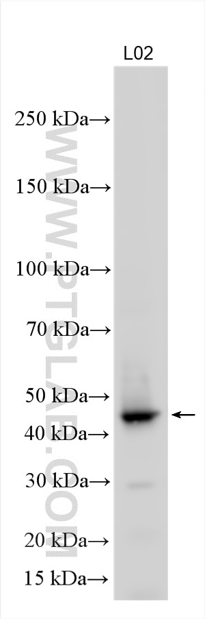 WB analysis using 21572-1-AP Western Blot (WB) analysis of various lysates using JMJD4 Polyclonal antibody (21572-1-AP)