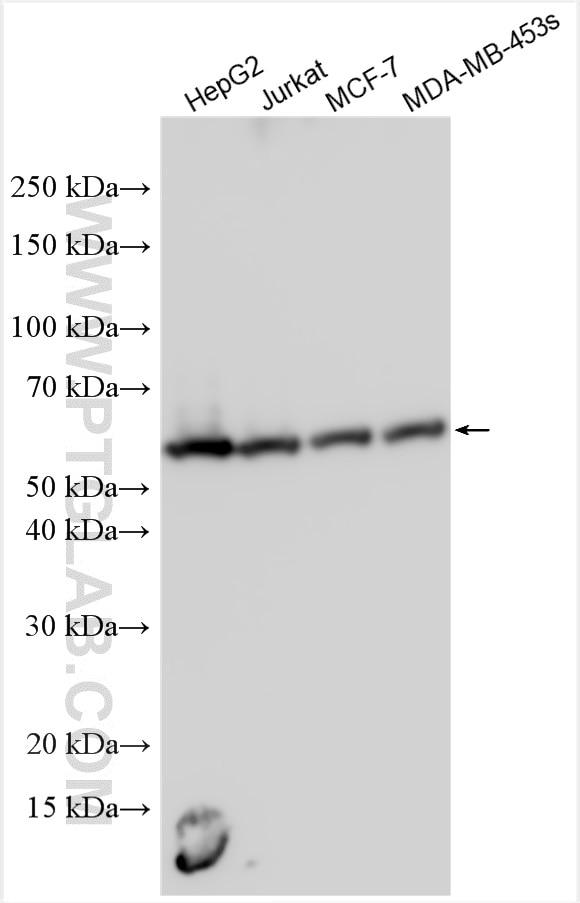 Western Blot (WB) analysis of various lysates using JMJD5 Polyclonal antibody (20999-1-AP)