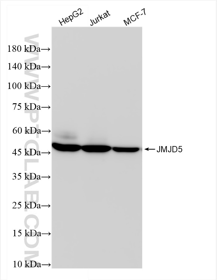 Western Blot (WB) analysis of various lysates using JMJD5 Recombinant antibody (84804-4-RR)